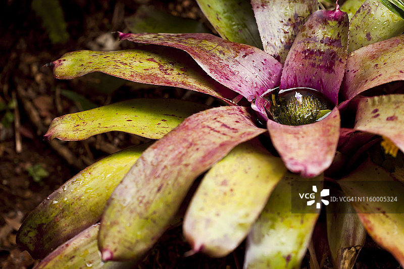 凤梨科植物图片素材