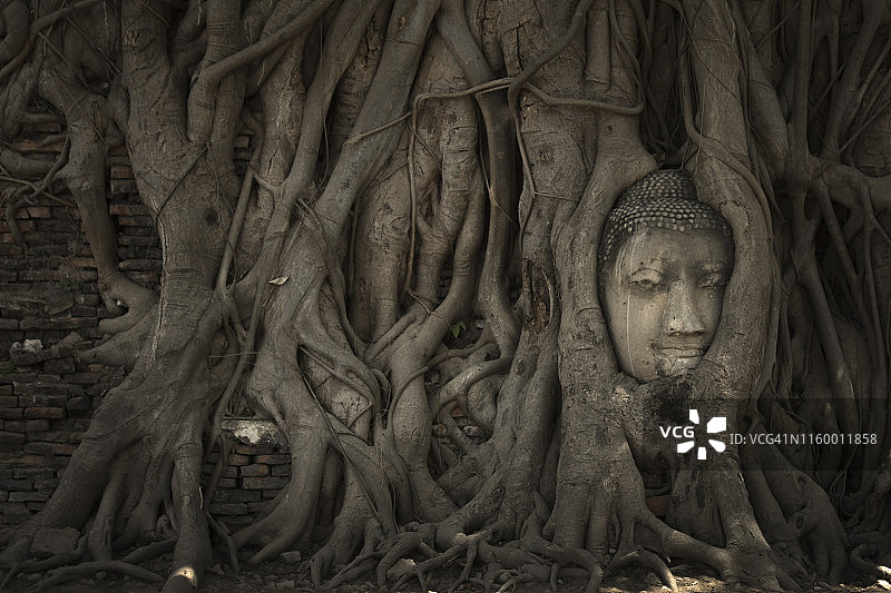 泰国阿瑜陀耶玛哈泰寺树根中的佛头图片素材