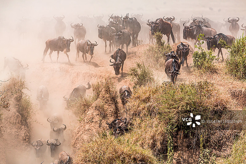 角马大迁徙图片素材