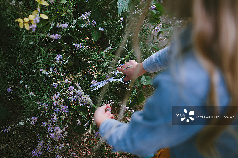 俯瞰：穿牛仔外套的年轻女孩用剪刀修剪薰衣草图片素材