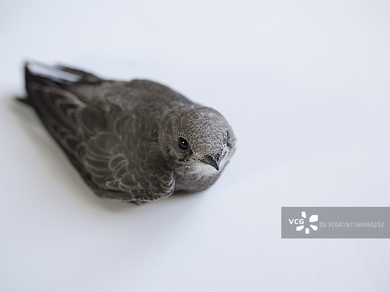 白色背景上的普通雨燕图片素材