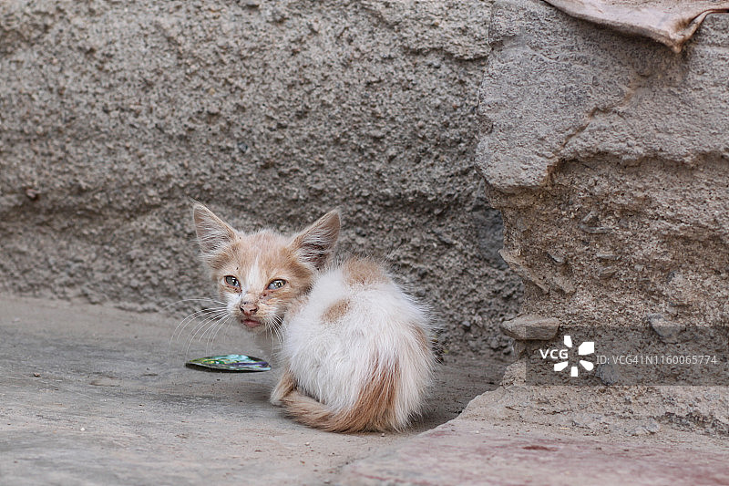 流浪猫图片素材