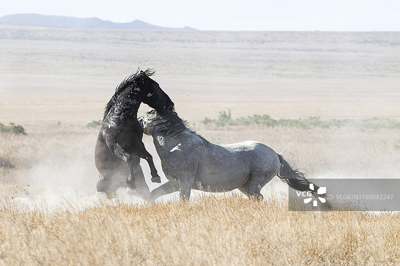 沙漠马匹争斗图片素材