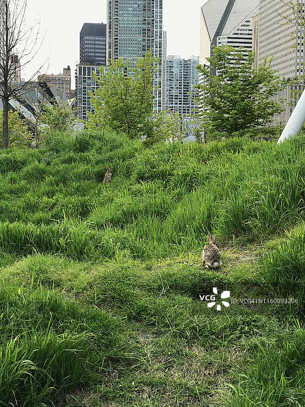 在芝加哥玛吉·戴利公园里嬉戏的兔子图片素材