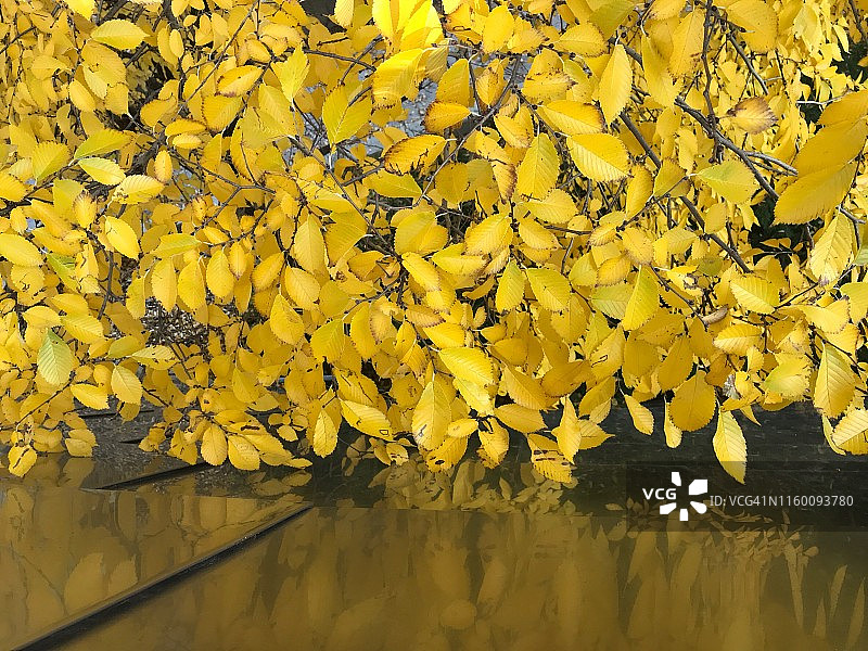 千禧公园的黄叶倒影图片素材