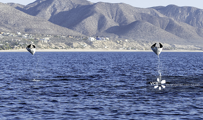 科尔特斯海，下加利福尼亚州，墨西哥海岸线附近的蝠鲼图片素材