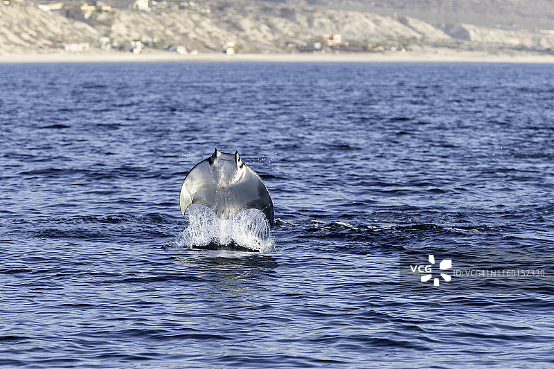 蝠鲼跃出水面，科尔特斯海，墨西哥下加利福尼亚图片素材
