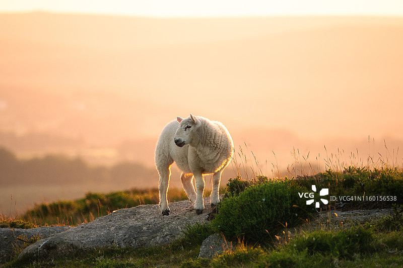 日落时分的羔羊图片素材