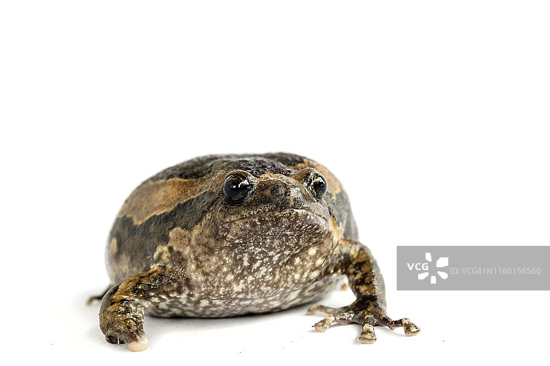 花狭口蛙，白色背景图片素材