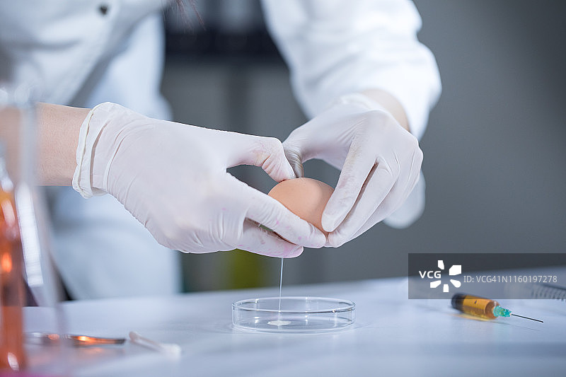 研究转基因鸡蛋图片素材