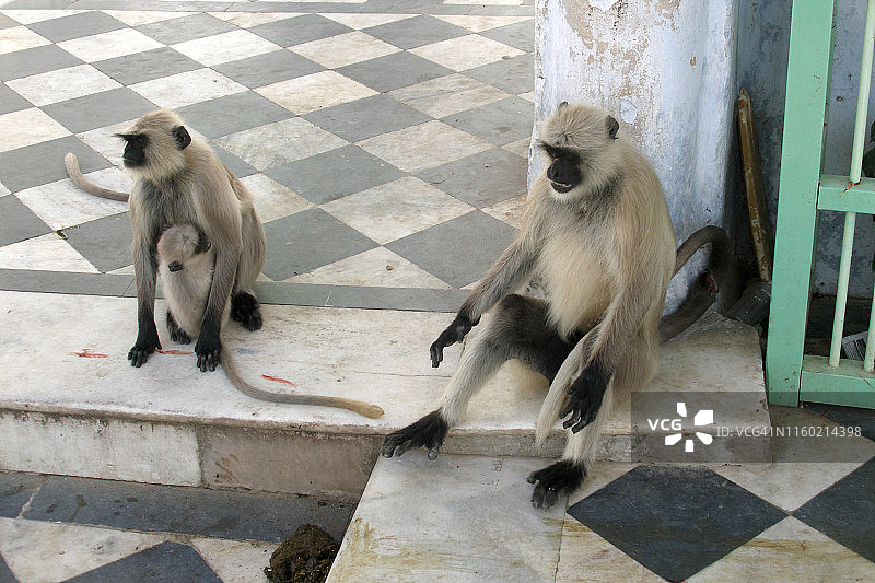 印度拉贾斯坦邦普什卡湖附近的灰叶猴图片素材