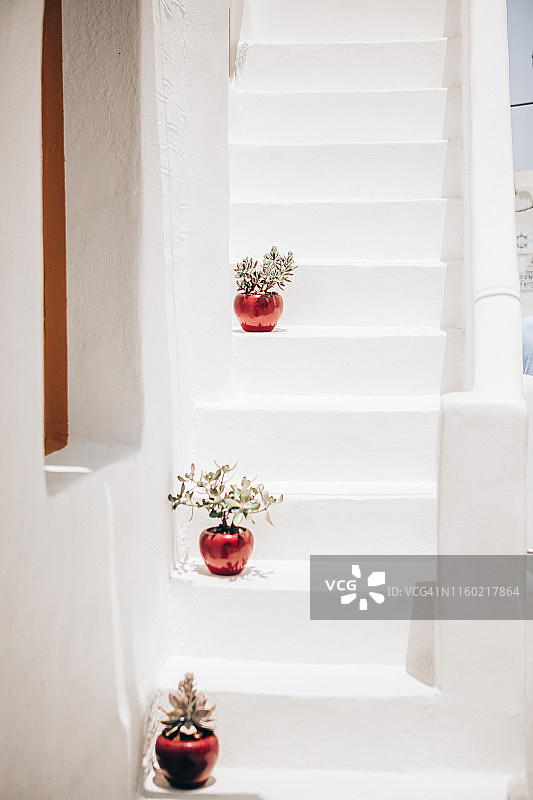 户外盆栽绿色多肉植物图片素材