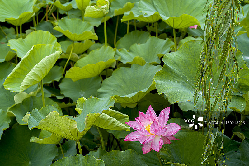 日本东京上野公园的粉色荷花特写图片素材