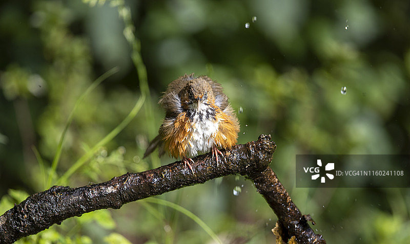 黑纹弯嘴鹛图片素材