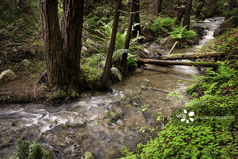大瑟尔的索贝拉内斯溪与红杉林图片素材