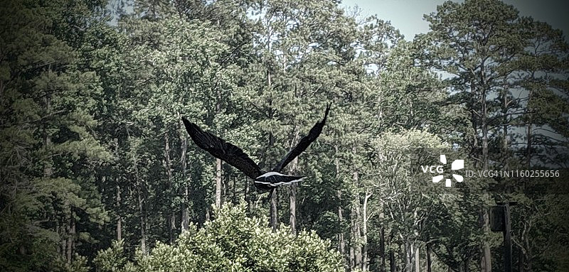 飞行中的老鹰1图片素材