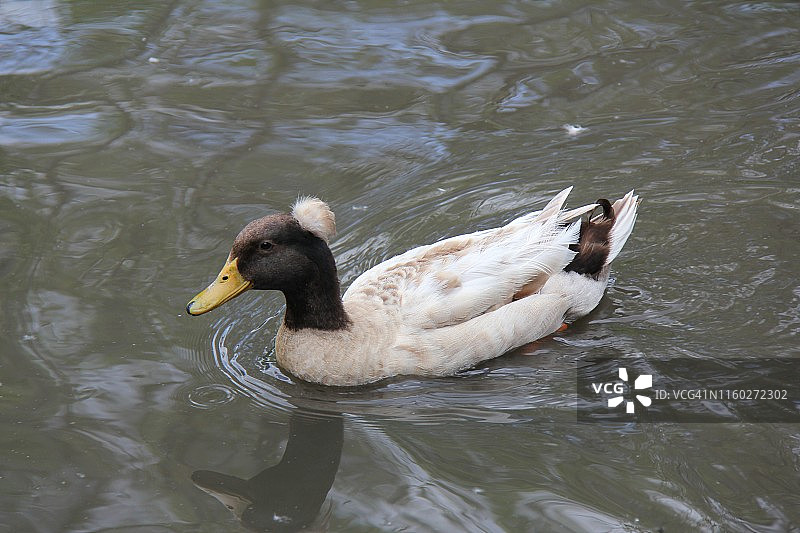 凤头卡其坎贝尔鸭图片素材