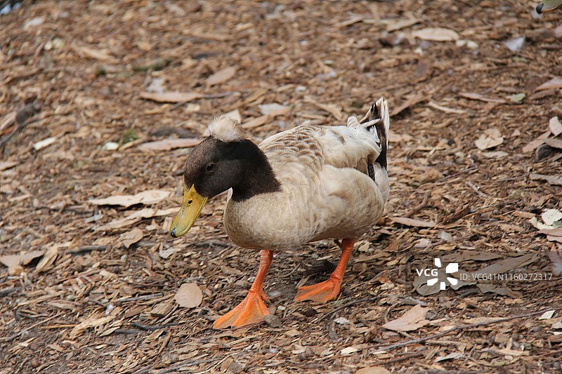 凤头卡其坎贝尔鸭图片素材