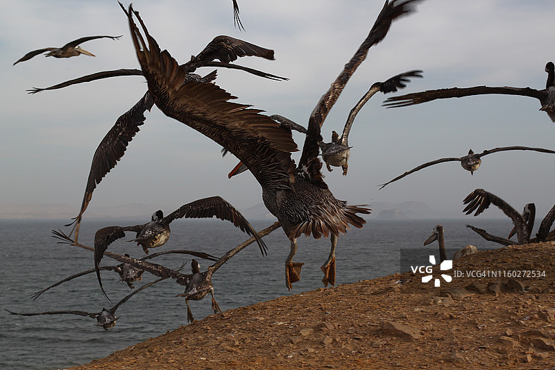 秘鲁起飞的鹈鹕图片素材