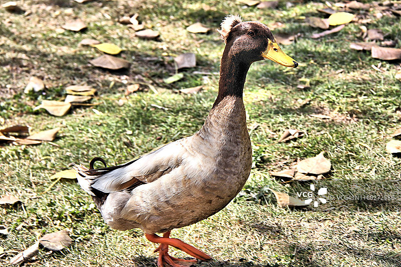 凤头卡其坎贝尔鸭图片素材