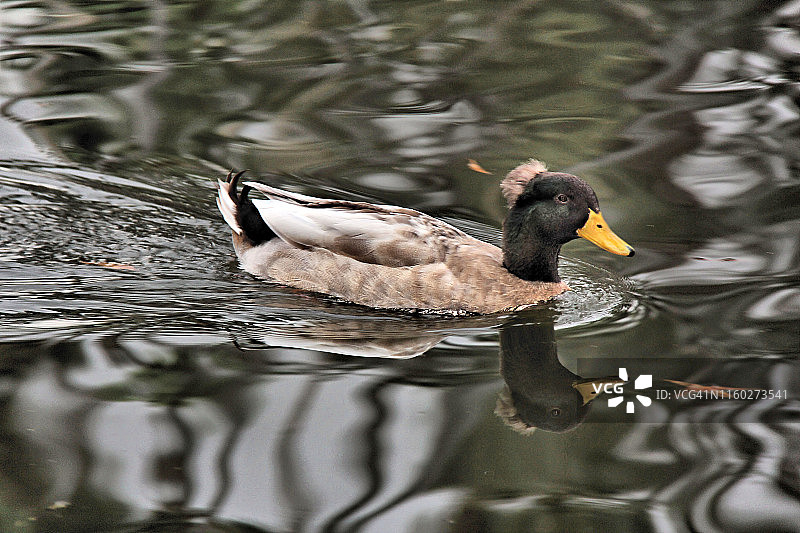 凤头卡其坎贝尔鸭图片素材