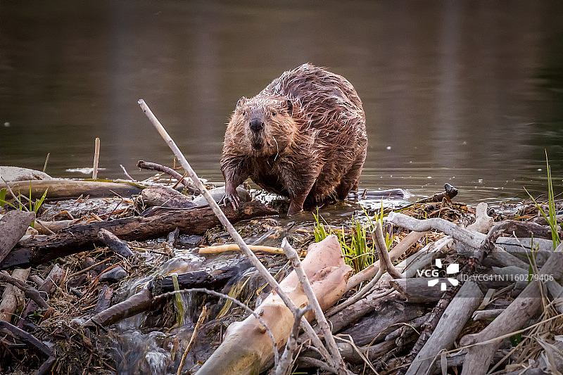 海狸过境水坝图片素材