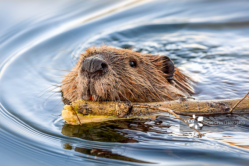 嘴里叼着树枝游泳的海狸图片素材