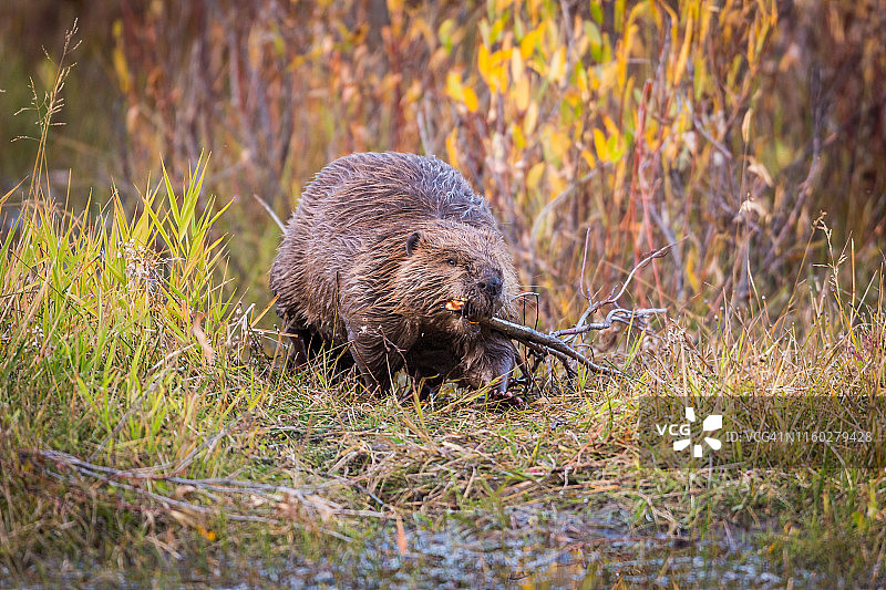 带着树枝的海狸图片素材