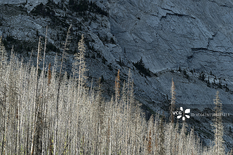 贾斯珀国家公园因山地树皮甲虫侵扰而死亡的树木，加拿大艾伯塔省图片素材