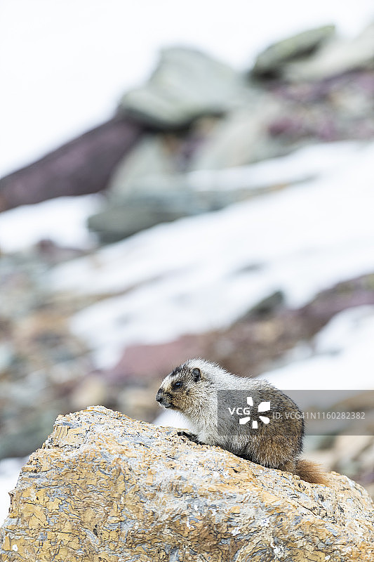 美国蒙大拿州冰川国家公园的幼年灰土拨鼠图片素材