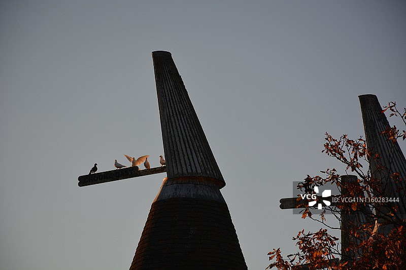 谷仓建筑上的白鸽图片素材