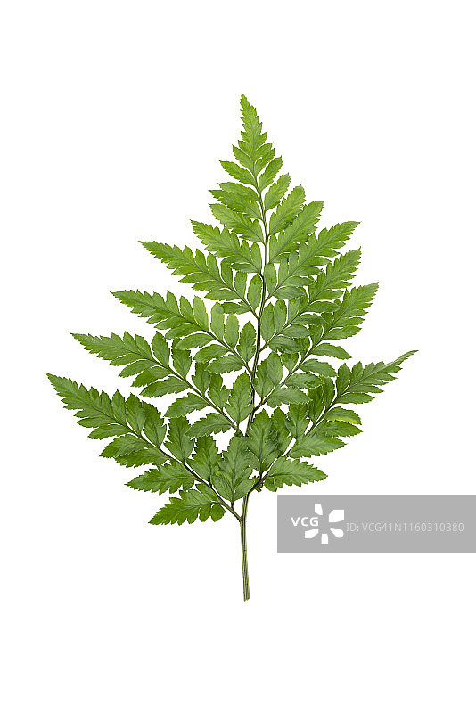 蕨类叶子特写，白色背景，工作室拍摄图片素材