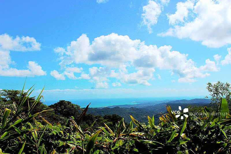云雀热带雨林图片素材