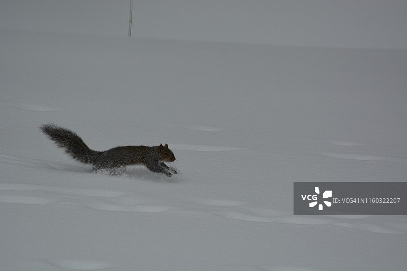雪地跳跃的松鼠图片素材