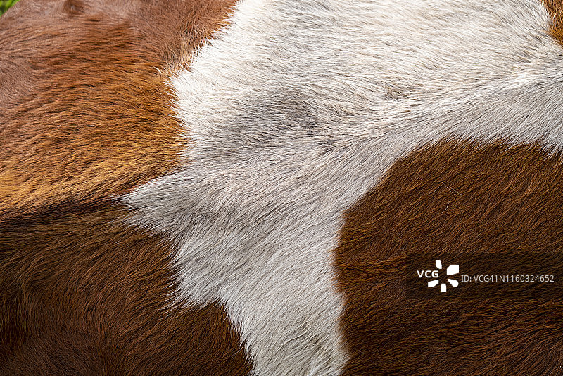 奶牛毛皮纹理图片素材