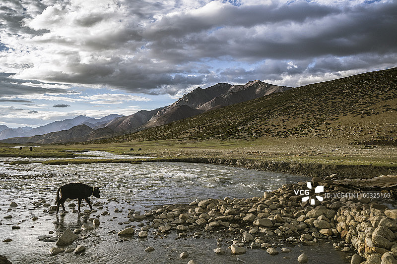马卡山谷的驴图片素材