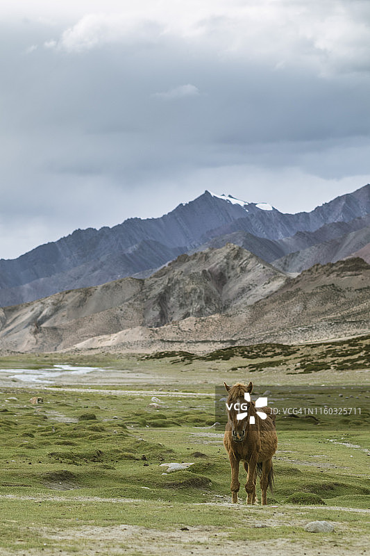 马尔卡山谷中的马图片素材