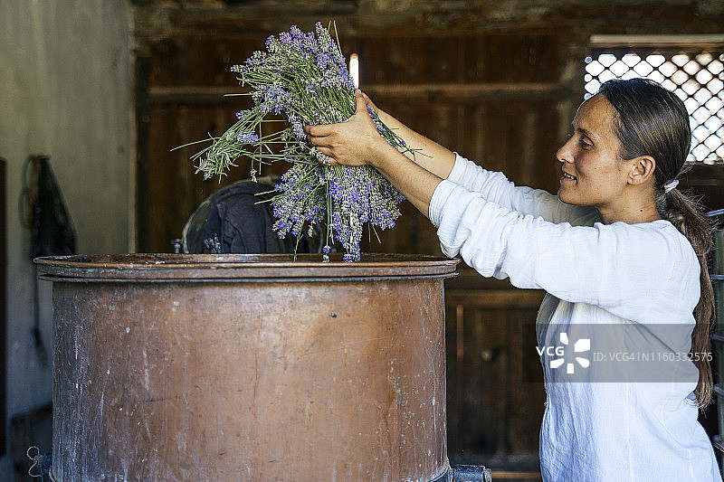 薰衣草精油生产季图片素材