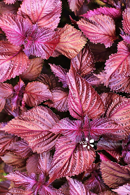 红苏子图片素材