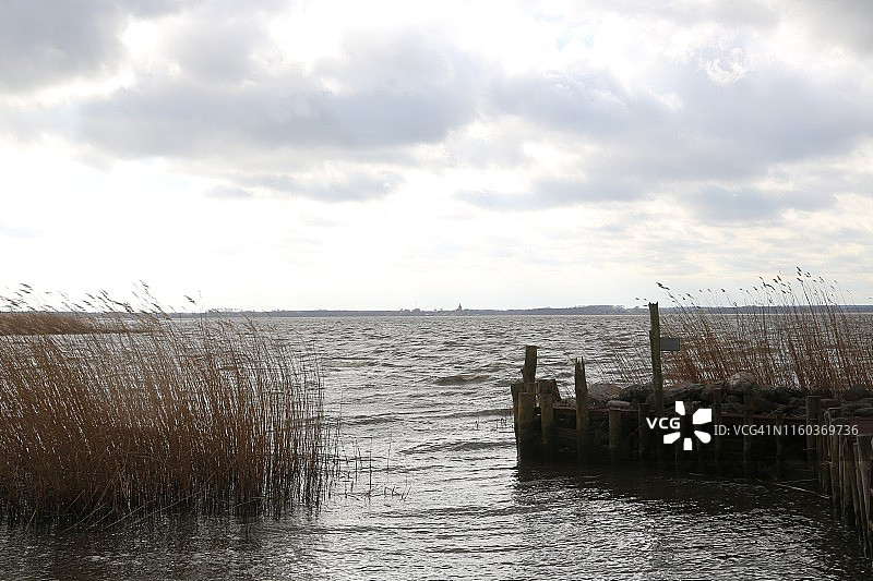 岸边芦苇图片素材