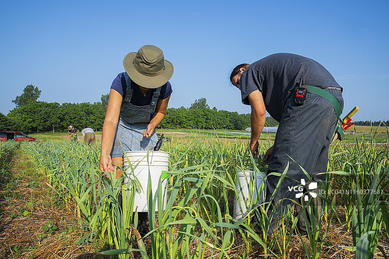 两位年轻农民在阳光明媚的夏日早晨在有机农场收获大蒜花茎图片素材