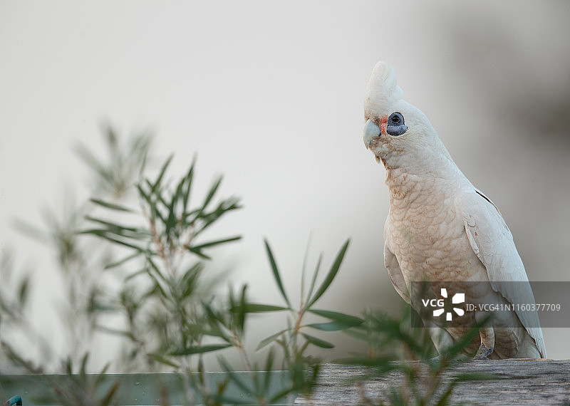 野生白色凤头鹦鹉图片素材