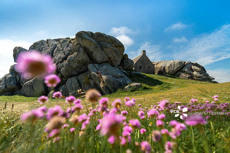 夏季布列塔尼的加勒比风情：梅内汉的鲜花图片素材