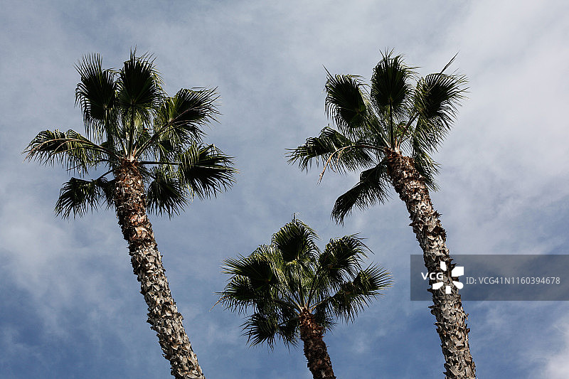 棕榈树图片素材