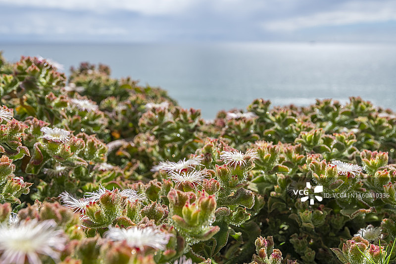 太平洋自然海岸线栖息地细节图片素材
