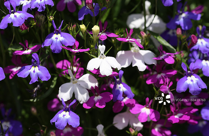 英国夏季花园中生长的蓝色满天星图片素材