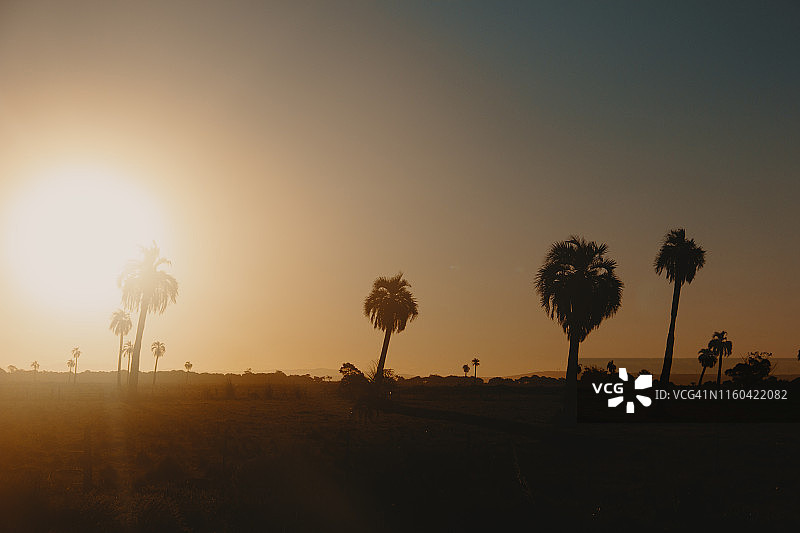 乌拉圭罗恰省巴拉德瓦利萨斯市附近的棕榈树图片素材