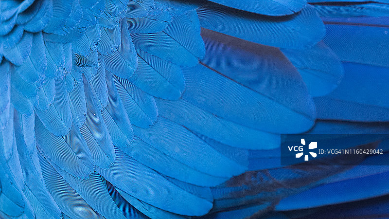 蓝色金刚鹦鹉翅膀纹理图片素材