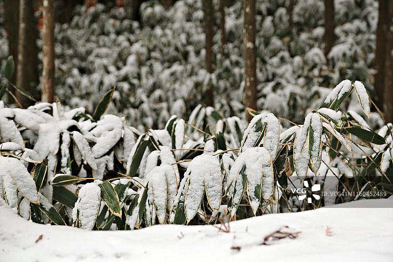 蛾与雪景图片素材