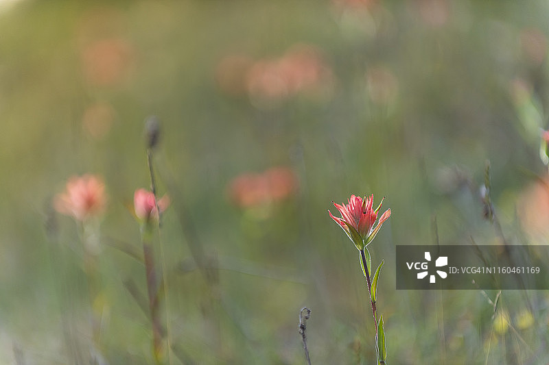 加拿大贾斯珀国家公园图片素材